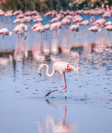 La Camargue à proximité des Trois Voiles