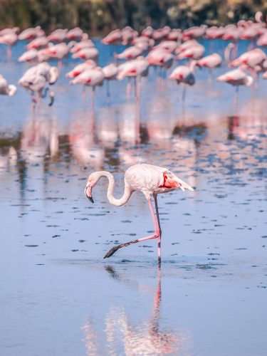 La Camargue à proximité des Trois Voiles